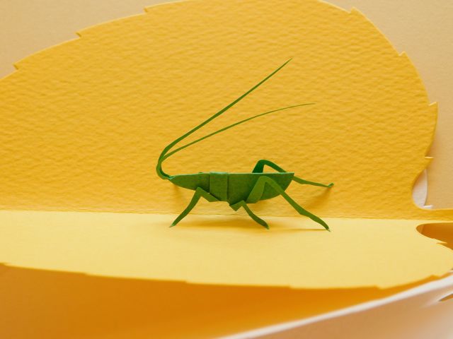 դäѤΥɡꥮꥹ()